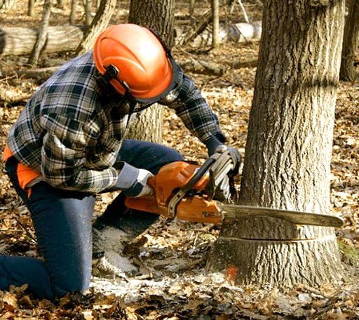 Tree Removal in Benton Harbor, MI